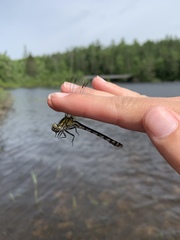 Ophiogomphus anomalus