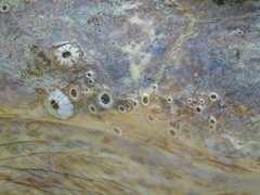 Chelonibia testudinaria