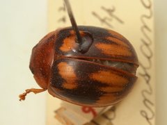 Paropsisterna complexa