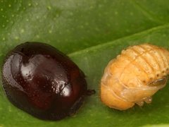 Dicranosterna valica