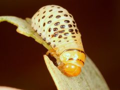 Dicranosterna valica