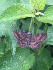 Staphylus ascalaphus