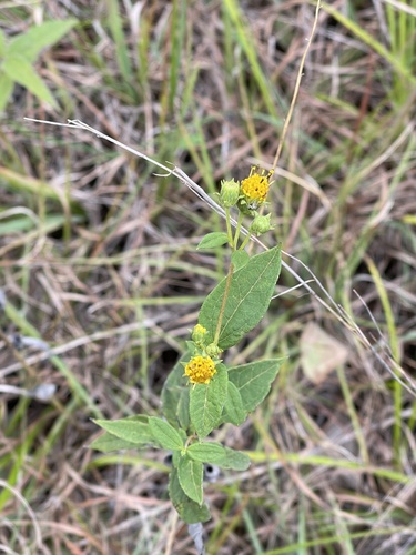 Image of Helianthus microcephalus by (c) Derrick Wales, some rights reserved (CC BY)