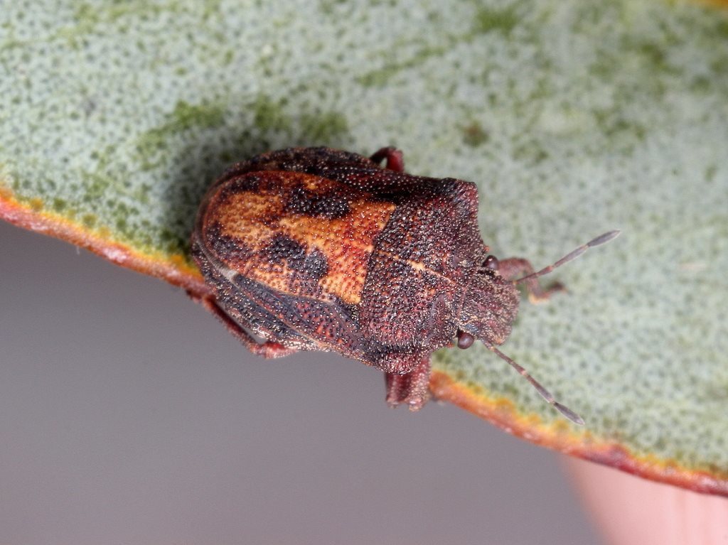 Protestrica montana