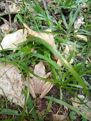 Craugastor raniformis