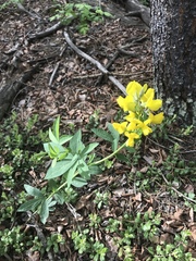 Thermopsis montana