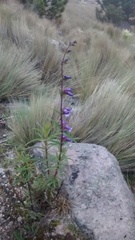Penstemon gentianoides