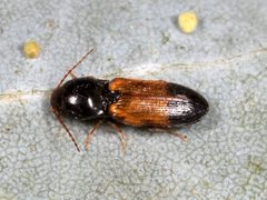 Anilicus rectilineatus