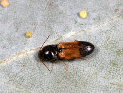 Anilicus rectilineatus