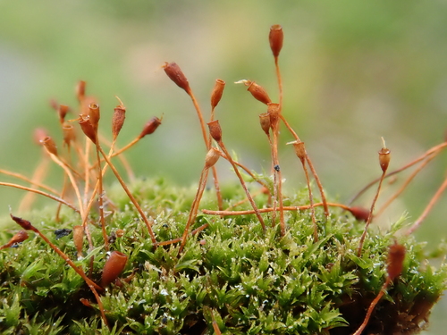 Heim's Pottia (Hennediella heimii)