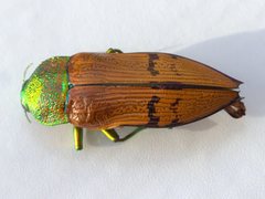 Temognatha chevrolatii