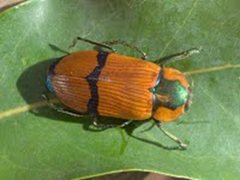 Temognatha pictipes