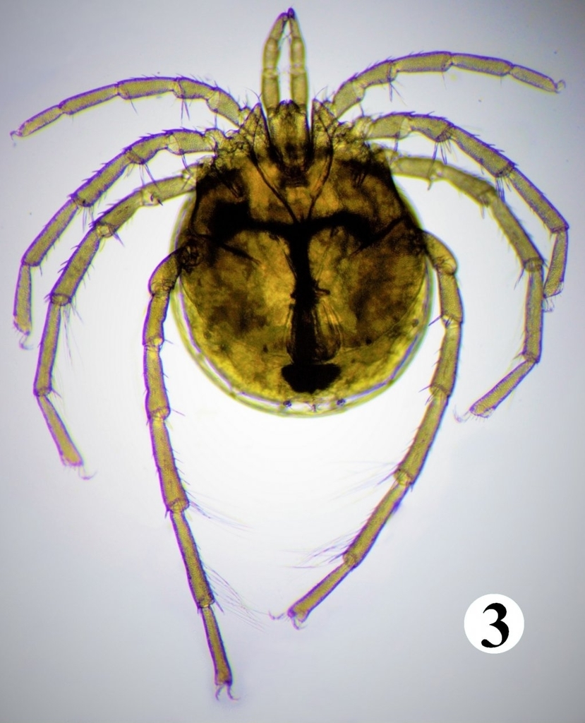 Lebertia natans