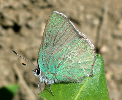 Callophrys
