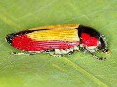 Temognatha carpentariae