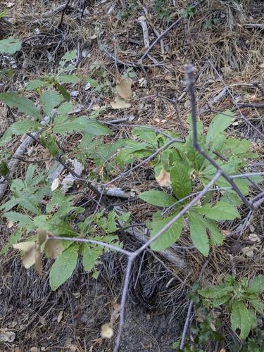 iNaturalist observation photo of western azalea
