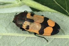 Castiarina athertonensis