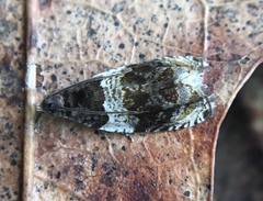 Olethreutes fasciatana