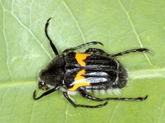 Clithria tibiale