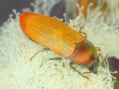 Castiarina subtincta