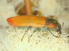 Castiarina subtincta