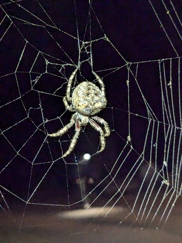 iNaturalist observation photo of Angulate and Roundshouldered Orbweavers