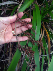 Machaerina sinclairii