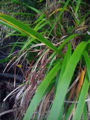 Machaerina sinclairii