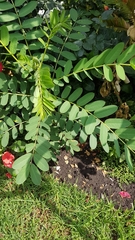 Senna didymobotrya