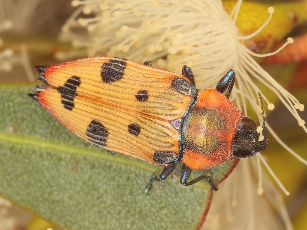 Castiarina gardnerae