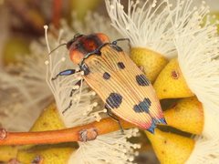 Castiarina gardnerae