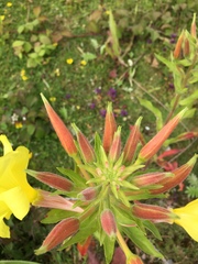 Oenothera
