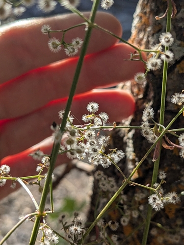 iNaturalist observation photo of Narrow-leaved Bedstraw