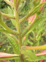 Oenothera