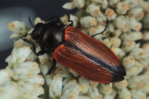 Castiarina amplipennis · iNaturalist