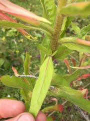Oenothera