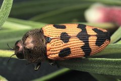 Castiarina turneri