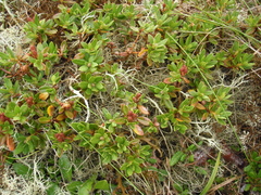 Rhododendron lapponicum