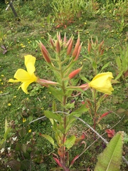 Oenothera
