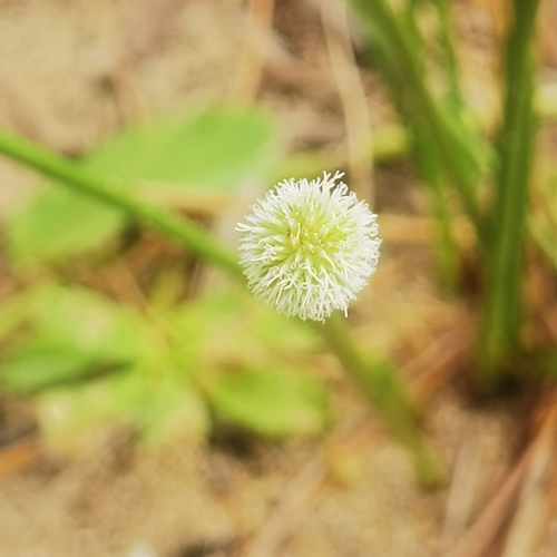 Peruvian Spike Sedge (Cyperus tibialis)