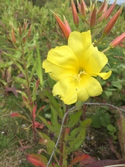 Oenothera