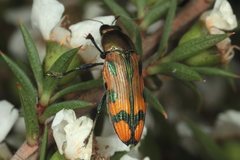 Castiarina alternecosta