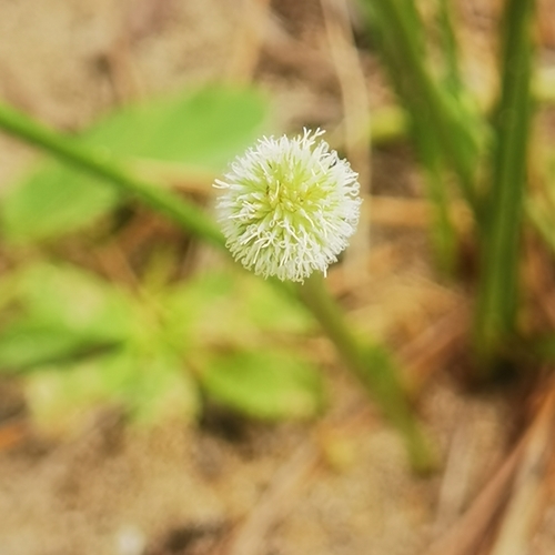 Image of Cyperus tibialis by (c) Eduardo Chacón Madrigal, some rights reserved (CC BY)