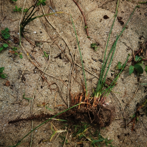 Image of Cyperus tibialis by (c) Eduardo Chacón Madrigal, some rights reserved (CC BY)