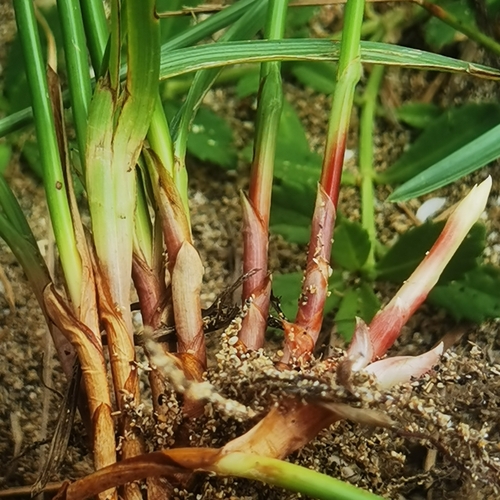 Image of Cyperus tibialis by (c) Eduardo Chacón Madrigal, some rights reserved (CC BY)
