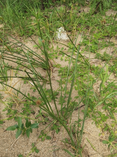 Image of Cyperus tibialis by (c) Eduardo Chacón Madrigal, some rights reserved (CC BY)