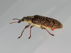 Sphinctobelus rufibeccus