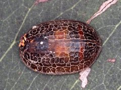 Microdon nigromarginalis