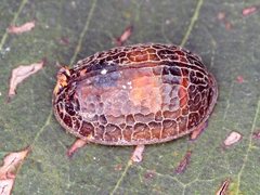 Microdon nigromarginalis