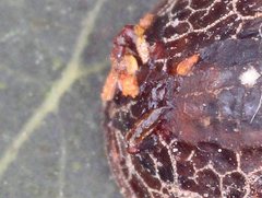 Microdon nigromarginalis